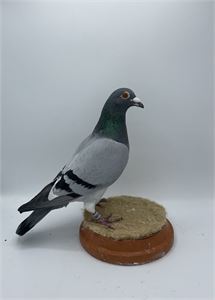 Objekt Bild