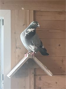 Objekt Bild