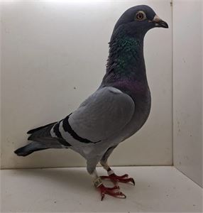 Objekt Bild