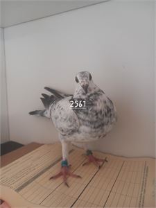 Objekt Bild