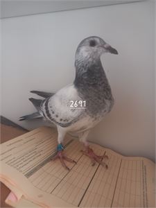 Objekt Bild