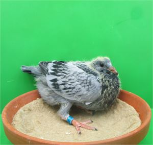 Objekt Bild