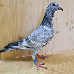 Objekt Bild