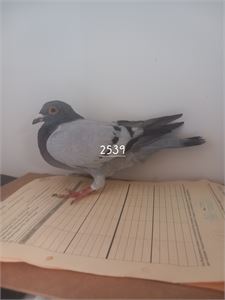 Objekt Bild