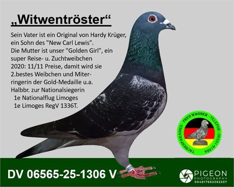 "Witwentröster", ein Enkel "New Carl Lewis" von Hardy Krüger