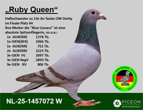 "Ruby Queen", reduced Zuchtweibchen vom Feinsten
